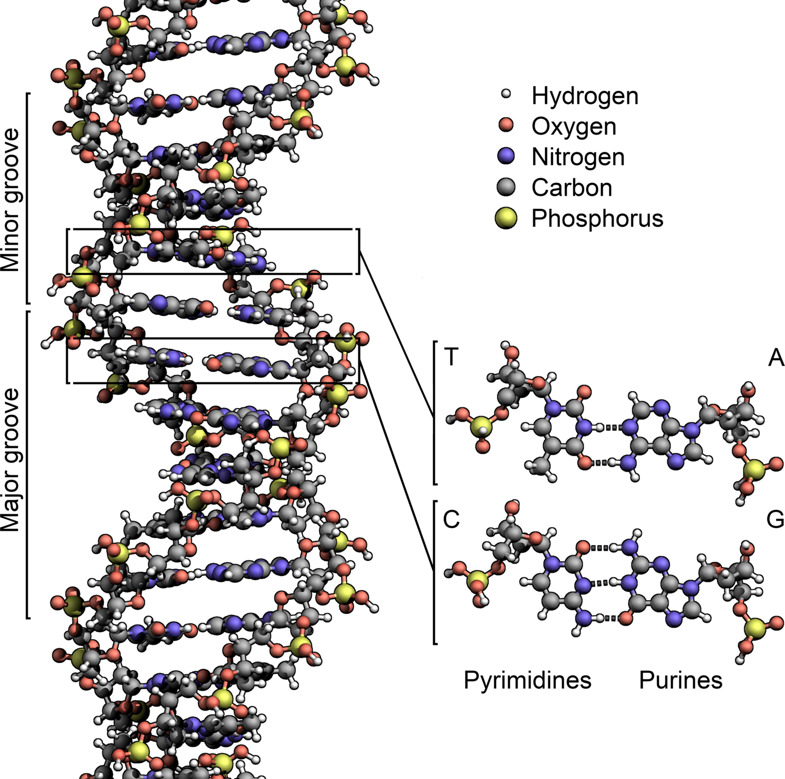 The structure of DNA showing with detail the structure of the four bases, adenine, cytosine, guanine and thymine, and the location of the major and minor groove.